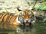 Sumaterský tygr (Indonésie, Dreamstime)