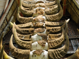 Bůvolí rohy před domem Toraja (Indonésie,  Dreamstime)