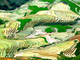 Rýžová pole (Laos, Shutterstock)