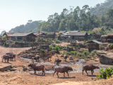 Vesnička Akha s vodními bůvoly (Laos, Dreamstime)