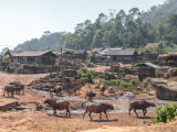 Vesnička Akha s vodními bůvoly (Laos,  Dreamstime)