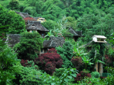 Domky ukryté mezi stromy v Yunnanu (Čína, Dreamstime)