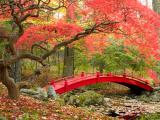 Červený most v japonské zahradě (Japonsko, Dreamstime)