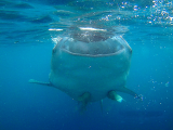žralok velrybí, Butanding (Filipíny, Ing. Růžena Duchková)