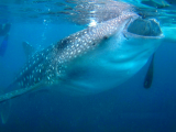 žralok velrybí, Butanding (Filipíny, Ing. Růžena Duchková)