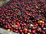 Zrna kolumbijské kávy (Kolumbie, Shutterstock)