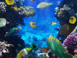 Podmořský svět (Indonésie, Shutterstock)