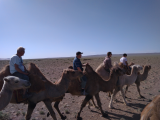 Projížďka na velbloudech (Mongolsko, Bc. Patrik Balcar)