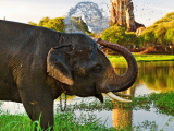 Slon, Ayutthaya (Thajsko, Shutterstock)