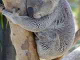 Koala (Austrálie, Dreamstime)