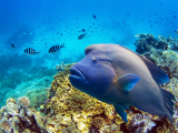 Ryba ve Velkém korálovém útesu (Austrálie, Dreamstime)