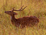 Axis indický (Bangladéš,  Dreamstime)