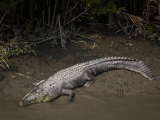 Krokodýl v NP Sundarbans (Bangladéš,  Dreamstime)