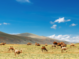 Pastva velbloudů (Mongolsko, Shutterstock)