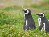 Tučňáci, Punta Arenas (Chile, Dreamstime)