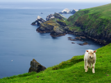 Ovce v přírodní rezervaci Hermaness (Orkneje a Shetlandy, Dreamstime)
