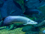 Arapaima (Guyana, Dreamstime)