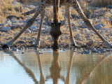Žirafa (Namibie, Shutterstock)