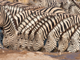 Zebry stepní (Namibie,  Shutterstock)