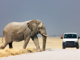 NP Etosha (Namibie,  Shutterstock)