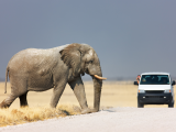 NP Etosha (Namibie, Shutterstock)