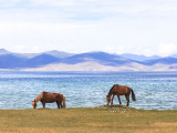 Koně u jezera Song Kul (Kyrgyzstán, Dreamstime)