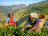 Sběračky čaje (Srí Lanka, Dreamstime)