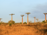 Baobaby na Madagaskaru (Madagaskar, Dreamstime)