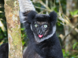 Indri, NP Andasibe (Madagaskar, Dreamstime)