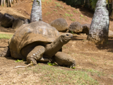 Obří želva v přírodním parku La Vanille (Mauricius, Dreamstime)