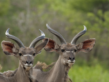 Kudu velký (Botswana, Shutterstock)