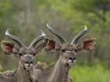 Kudu velký (Botswana,  Shutterstock)