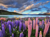 Jezero Tekapo (Nový Zéland, Dreamstime)