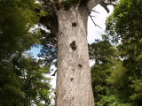 Strom Kauri (Nový Zéland, Dreamstime)