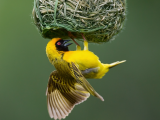 Snovač žlutý (Jihoafrická republika,  Shutterstock)