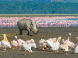 jezero Nakuru (Keňa, Shutterstock)