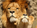 Páreček lvů (Keňa, Shutterstock)
