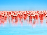 Plameňáci (Keňa, Shutterstock)