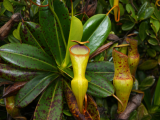 Masožravá rostlina Nepenthes pervillei (Seychely, Dreamstime)
