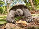 Želva obrovská (Seychely, Dreamstime)