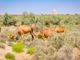 Velbloudi, Merv (Turkmenistán, Dreamstime)