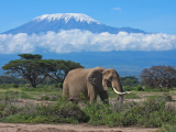 Kilimanžáro (Tanzanie, Shutterstock)