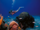 Potápění Panenské ostrovy (Americké Panenské ostrovy, Dreamstime)