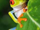 Listovnice červenooká (Kostarika, Shutterstock)