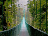 Visutý most, Monteverde (Kostarika, Shutterstock)