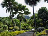 Botanická zahrada, ostrov Mahé (Seychely, Dreamstime)