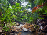 Vallée de Mai, ostrov Praslin (Seychely, Dreamstime)