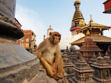 Káthmándská opice (Nepál, Shutterstock)