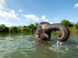 slon, NP Chitwan (Nepál, Shutterstock)