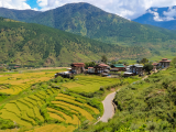Rýžová políčka, Punakha (Bhútán, Dreamstime)